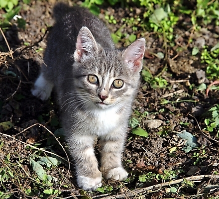 포토 JPG 해외이미지 식물 동물 1 응시 행복 밭 장난 포유류 자연 놀이 털 건강 잔디 사람없음 야외 초록색 여름 반려동물 농장 머리 귀여움 정원 고양이 봄 자유 흰색 시골 아기 달콤 작음 먹기 즐거움 호기심 싱글 목가 해외202004 해외포토 시선 계절 감정 컬러 컨셉 농업 모션 사람 신체부위 맛 크기 생태계 파일형식 이미지허브