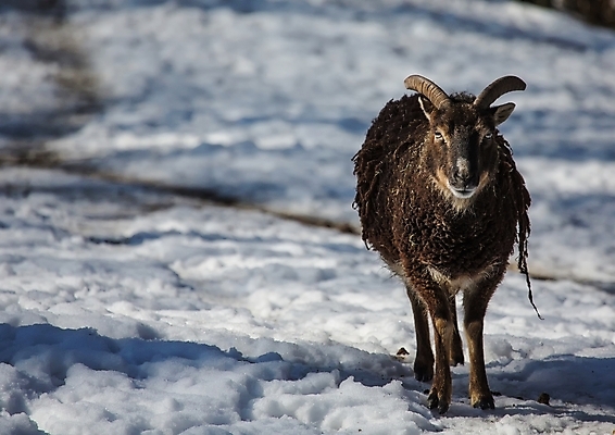 포토 JPG 해외이미지 동물 야생동물 포유류 자연 염소 사람없음 야외 가축 황무지 해외202004 해외포토 생태계 파일형식 이미지허브