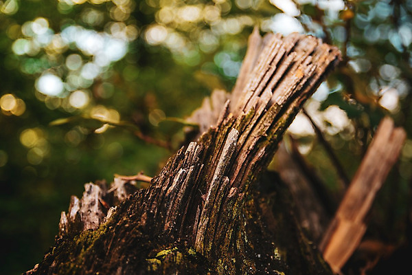 포토 JPG 해외이미지 나무 식물 계절 공원 백그라운드 단풍 잎 패턴 오렌지 자연 풍경 사람없음 야외 빨간색 초록색 빛 컬러풀 갈색 노란색 환경 정원 활발 성장 가을 나뭇가지 덩굴 숲 9월 11월 묘사 질감 아이비 10월 내추럴 해외202004 해외포토 공공시설 컬러 컨셉 무늬 과일 날짜 생태계 파일형식 이미지허브