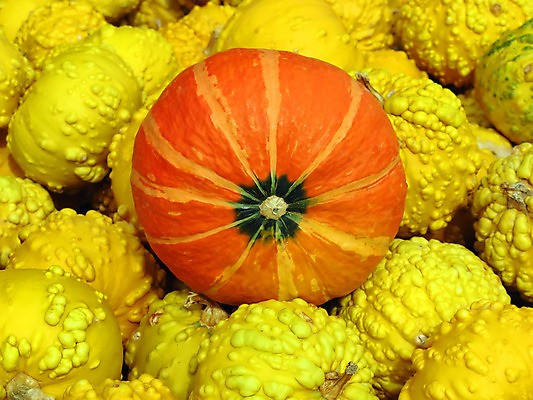 포토 JPG 해외이미지 계절 음식 줄기 조각 백그라운드 패턴 농업 채소 오렌지 부분 자연 호박 휴가 건강 씨앗 사람없음 야외 장식 빨간색 컬러풀 농장 노란색 축제 할로윈 수확 가을 신선 원형 그룹 9월 심볼 질감 스쿼시 10월 섞기 숙성 울퉁불퉁 해외202004 해외포토 도형 식물 산업 스포츠 컬러 무늬 과일 구기 날짜 생태계 파일형식 이미지허브