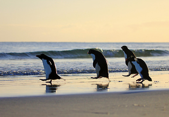 포토 JPG 해외이미지 동물 야생동물 섬 백그라운드 자연 조류 성인 사람없음 파란색 컬러풀 노란색 검은색 흰색 닫기 눈썹 남극 깃털 펭귄 부리 목 남쪽 고립 식민지 해외202004 해외포토 얼굴 컬러 모션 사람 신체부위 극지방 방향 생태계 파일형식 이미지허브