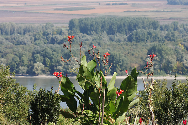 포토 JPG 해외이미지 꽃 자연 하늘 풍경 사람없음 초록색 물 파란색 강 시골 숲 땅 세르비아 해외202004 해외포토 자연요소 식물 컬러 생태계 파일형식 이미지허브
