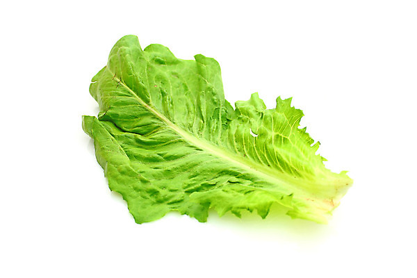 포토 JPG 해외이미지 식물 라이프스타일 음식 백그라운드 잎 농업 다이어트 채소 재료 자연 건강 사람없음 초록색 빛 정원 샐러드 흰색 신선 닫기 상추 먹기 유기농 생물학 날것 고립 채식주의자 해외202004 해외포토 웰빙 교육 산업 컬러 모션 생활 생태계 채식 파일형식 이미지허브