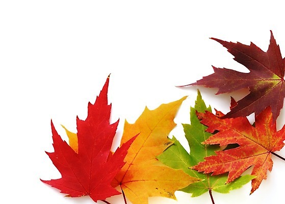 포토 JPG 해외이미지 나무 식물 디자인 계절 문화 줄기 백그라운드 단풍 잎 캐나다 오렌지 자연 프레임 기술 사람없음 빨간색 초록색 노란색 환경 활발 가을 흰색 떨어짐 큼 11월 배열 심볼 질감 순환 정맥 방법 옛날 플라타너스 노화 해외202004 해외포토 컬러 컨셉 북아메리카 과일 모션 날짜 크기 생태계 혈관 파일형식 이미지허브