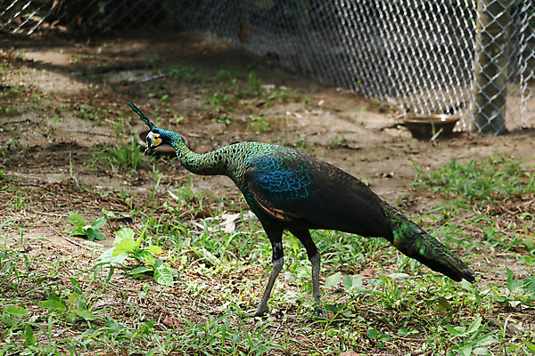 포토 JPG 해외이미지 나무 동물 1 야생동물 백그라운드 잎 오렌지 노래 자연 조류 휴식 종류 앉기 사람없음 야외 빨간색 초록색 여름 파란색 우주 봄 회색 바위 흰색 나뭇가지 공작 묘사 싱글 생물학 서식지 생태학 해외202004 해외포토 식물 계절 교육 음악 컬러 컨셉 과일 모션 돌_바위 생태계 파일형식 이미지허브