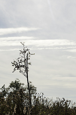 포토 JPG 해외이미지 식물 구름 백그라운드 자연 사람없음 초록색 갈색 회색 가을 흰색 네덜란드 해외202004 해외포토 자연요소 계절 유럽 컬러 생태계 파일형식 이미지허브