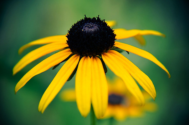 포토 JPG 해외이미지 식물 계절 꽃잎 꽃 백그라운드 꽃무늬 오렌지 자연 해바라기 국화 풍경 사람없음 야외 초록색 여름 컬러풀 노란색 정원 검은색 벚꽃 가을 시골 신선 개화 허브 원예 데이지 부드러움 청동 8월 해외202004 해외포토 컬러 무늬 과일 취미 감각 날짜 생태계 파일형식 이미지허브