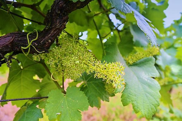 포토 JPG 해외이미지 전통 열매 백그라운드 밭 과일 자연 포도 풍경 사람없음 빨간색 초록색 컬러풀 태양 농장 일출 와인 계곡 보라색 일몰 수확 성장 덮개 가을 시골 신선 맛 해충 보호 다발 보안 날것 캘리포니아 포도밭 포도나무 지역 숙성 양조장 줄서기 토스카나 해외202004 해외포토 자연요소 식물 계절 컬러 컨셉 농업 모션 주류 안전 노을 미국 이탈리아 뚜껑 벌레 과일나무 생태계 파일형식 이미지허브