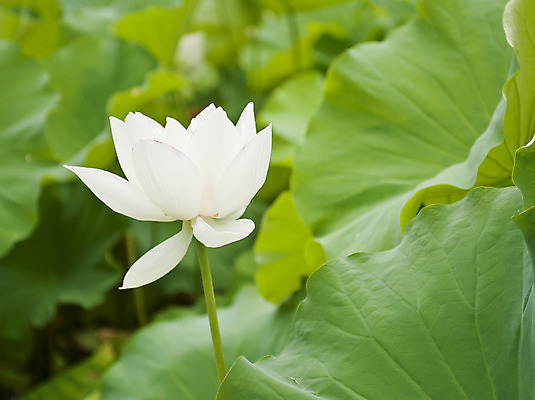 포토 JPG 해외이미지 식물 공원 꽃 음식 잎 꽃무늬 자연 콩 건조 건강 연꽃 씨앗 사람없음 초록색 물 정원 일본 벚꽃 고명 백합 인도인 묘사 신성 내추럴 블러 해외202004 해외포토 자연요소 외국인 공공시설 아시아 컬러 무늬 곡류 동양인 생태계 파일형식 이미지허브