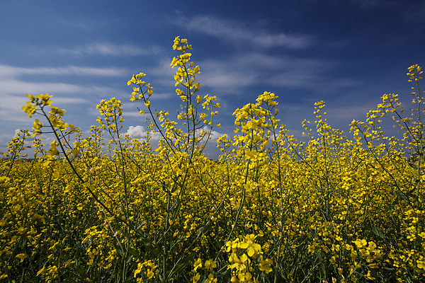 포토 JPG 해외이미지 식물 백그라운드 밭 하늘 씨앗 풍경 사람없음 초록색 파란색 연료 해외202004 해외포토 컬러 농업 파일형식 이미지허브