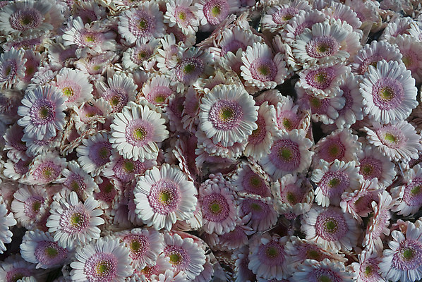 포토 JPG 해외이미지 꽃 분홍색 백그라운드 추상 덴마크 사람없음 야외 가로 벚꽃 다발 꽃집 코펜하겐 해외202004 해외포토 식물 컬러 무늬 북유럽 상점 파일형식 이미지허브