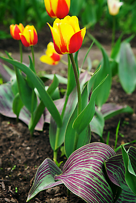 포토 JPG 해외이미지 식물 계절 공원 꽃 분홍색 백그라운드 잎 꽃무늬 밭 농업 자연 부활절 발렌타인데이 사람없음 야외 빨간색 초록색 여름 컬러풀 노란색 환경 정원 보라색 화목 침묵 봄 튤립 벚꽃 광선 축하 신선 반지 개화 과수원 5월 꽃집 네덜란드 원예 엽서 내추럴 강렬 생태학 취급주의 해외202004 해외포토 공공시설 교육 기념일 유럽 산업 컬러 컨셉 무늬 장신구 데이이벤트 경고 취미 상점 소리 날짜 편지 생태계 파일형식 이미지허브