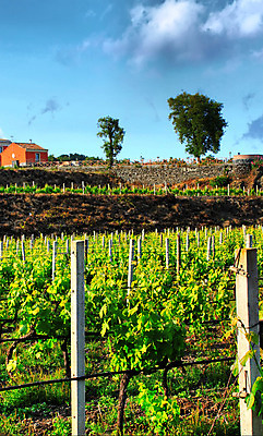 포토 JPG 해외이미지 식물 구름 계절 산업 음식 잎 밭 농업 자연 하늘 포도 주택 풍경 사람없음 야외 초록색 여름 파란색 햇빛 태양 농장 와인 계곡 이탈리아 성장 시골 빌라 포도밭 장면 포도나무 남쪽 양조장 줄서기 세련 해외202004 해외포토 자연요소 유럽 컬러 과일 모션 주류 건물 과일나무 방향 생태계 파일형식 이미지허브