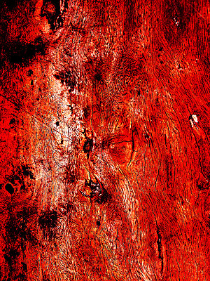 포토 JPG 해외이미지 나무 식물 디자인 벽 백그라운드 패턴 자연 벽지 표면 추상 바닥 프레임 미술 사람없음 목재 빨간색 갈색 어둠 줄무늬 수확 소나무 판넬 거친 널 낟알 묘사 질감 복고 잡동사니 정맥 내추럴 그런지 옛날 해외202004 해외포토 컬러 무늬 농업 재료 문화예술 생태계 혈관 파일형식 이미지허브