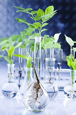 포토 JPG 해외이미지 식물 실내 실험 사람없음 아웃포커스 화학 실험실 시험관 유리관 화학실험 둥근플라스크 해외202004 해외포토 과학 촬영기법 실험기구 내부 플라스크 파일형식 이미지허브