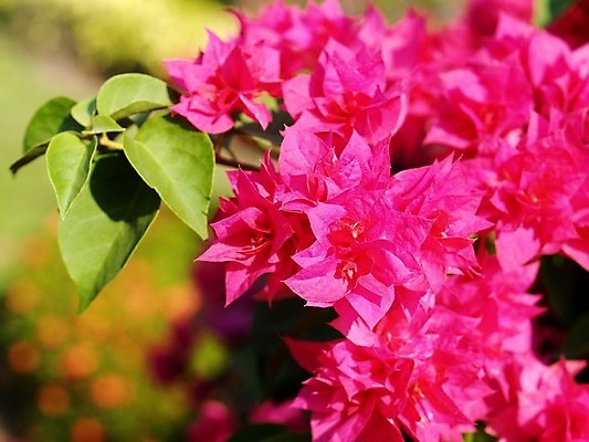 포토 JPG 해외이미지 식물 꽃잎 꽃 분홍색 꽃무늬 오렌지 자연 국화 사람없음 빨간색 여름 세트 컬러풀 장미 노란색 보라색 봄 활발 벚꽃 흰색 신선 개화 그룹 난초 변화 선택 백합 자르기 수집 달리아 제비꽃 묘사 코스모스 데이지 붓꽃 고립 섞기 아욱 많음 피튜니아 해외202004 해외포토 계절 컬러 컨셉 무늬 과일 모션 생태계 파일형식 이미지허브