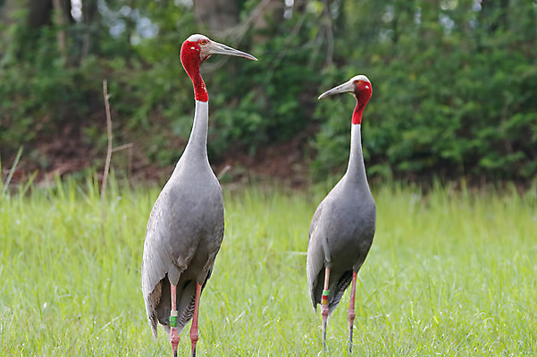 포토 JPG 해외이미지 나무 동물 여자 남자 아시아 얼굴 야생동물 백그라운드 날개 태국 자연 조류 사람없음 야외 목재 가로 초록색 컬러풀 머리 환경 나뭇가지 막대기 닫기 숲 깃털 기중기 꼬리 부리 서식지 생태학 해외202004 해외포토 식물 교육 나라 컬러 재료 모션 사람 신체부위 중장비 생태계 파일형식 이미지허브