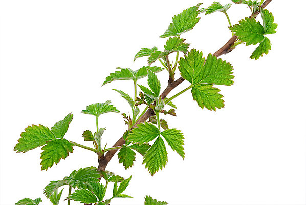 포토 JPG 해외이미지 식물 줄기 잎 자연 사람없음 초록색 봄 나뭇가지 산딸기 고립 해외202004 해외포토 나무 계절 컬러 과일 생태계 파일형식 이미지허브