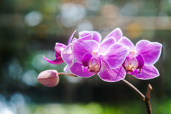 포토 JPG 해외이미지 식물 계절 기념일 꽃잎 꽃 유럽 줄기 분홍색 백그라운드 발렌타인데이 사람없음 장식 컬러풀 노란색 머리 평화 보라색 봄 활발 벚꽃 흰색 나뭇가지 신선 난초 우아함 제비꽃 싱글 심플 호접란 고립 해외202004 해외포토 나무 나라 컬러 컨셉 데이이벤트 이벤트 신체부위 파일형식 이미지허브