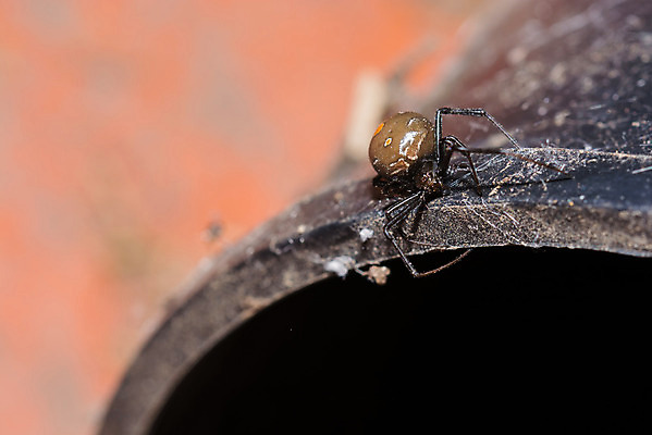 포토 JPG 해외이미지 야생동물 자연 바나나 사람없음 독약 숲 위험 큼 열대우림 육식동물 거미 에콰도르 거인 토막 송곳니 아마존 브라질사람 해외202004 해외포토 동물 곤충 컨셉 과일 남아메리카 치아 크기 생태계 파일형식 이미지허브