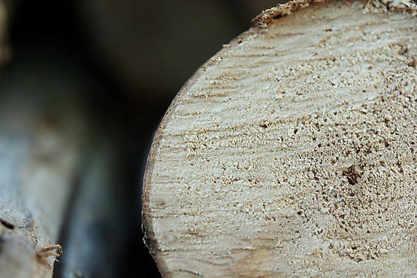 포토 JPG 해외이미지 나무 계절 산업 벽 백그라운드 십자가 겨울 패턴 자연 표면 불 추상 건조 따뜻함 사람없음 목재 갈색 쌓기 환경 에너지 시골 반지 소나무 뜨거움 거친 주식 숲 장작 자르기 묘사 벽난로 질감 날것 통나무 나무껍질 연료 잡동사니 흙더미 내추럴 수목 옛날 개조 해외202004 해외포토 자연요소 식물 컬러 무늬 재료 장신구 모션 금융 흙 껍질 생태계 파일형식 더미 이미지허브