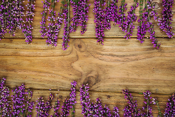 포토 JPG 해외이미지 식물 계절 꽃 분홍색 꽃다발 백그라운드 자연 탁자 사람없음 목재 장식 여름 정원 보라색 벚꽃 가을 개화 제비꽃 내추럴 해외202004 해외포토 나무 컬러 가구 재료 생태계 파일형식 이미지허브