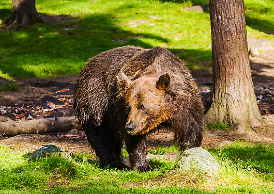 포토 JPG 해외이미지 나무 동물 응시 야생동물 곰 포유류 자연 털 사람없음 야외 갈색 숲 위험 큼 육식동물 해외202004 해외포토 식물 시선 컬러 컨셉 크기 생태계 파일형식 이미지허브