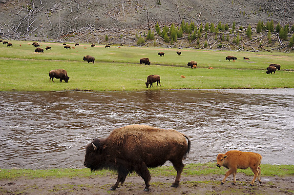 포토 JPG 해외이미지 동물 야생동물 포유류 뿔 사람없음 초록색 물 강 갈색 미국 자녀 개울 군중 방목 들소 황소 송아지 와이오밍 해외202004 해외포토 자연요소 새끼 컬러 북아메리카 사람 소 축산업 파일형식 이미지허브