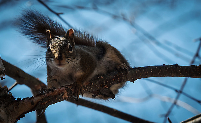 포토 JPG 해외이미지 동물 야생동물 발 생물 사람없음 빨간색 귀여움 봄 황무지 설치류 숲 모피 불안 속도 호기심 코 다람쥐 귀 발톱 해외202004 해외포토 계절 감정 컬러 컨셉 신체부위 파일형식 이미지허브