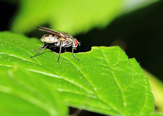 포토 JPG 해외이미지 야생동물 곤충 자연 사람없음 해충 벌레 해외202004 해외포토 동물 생태계 파일형식 이미지허브