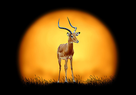 포토 JPG 해외이미지 나무 동물 1 공원 남자 실루엣 야생동물 백그라운드 오렌지 포유류 아프리카 자연 하늘 초식동물 사슴 털 뿔 풍경 성인 사람없음 야외 세로 빛 노란색 달러 침묵 일몰 게임 황무지 사파리 날카로움 귀 영양 케냐 남쪽 내추럴 가젤 램 전국 환상 해외202004 해외포토 식물 공공시설 나라 컬러 컨셉 돈 과일 놀이 촬영기법 사람 신체부위 노을 소리 방향 생태계 파일형식 이미지허브
