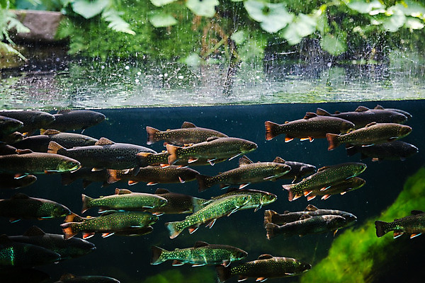 포토 JPG 해외이미지 동물 호수 야생동물 바다 무지개 자연 낚시 어류 사람없음 빨간색 물 강 컬러풀 갈색 수중 수영 신선 개울 아래 피부 지느러미 연어 수족관 잉어 내추럴 동물상 민물 생태학 송어 해외202004 해외포토 자연요소 교육 컬러 레저 신체부위 조형물 수중동물 수상스포츠 방향 생태계 위치 파일형식 이미지허브