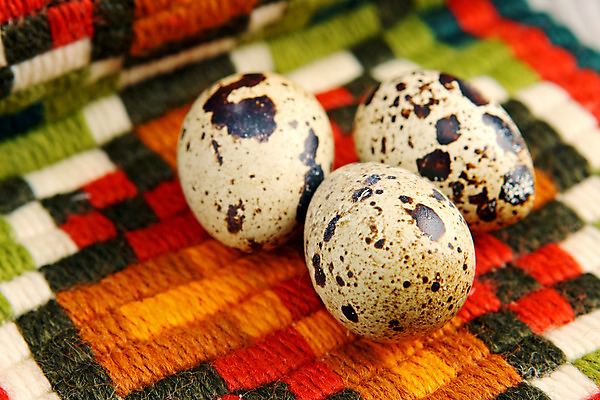 포토 JPG 해외이미지 전통 계절 문화 음식 백그라운드 다이어트 재료 자연 조류 휴가 부활절 건강 요리 이벤트 사람없음 장식 수건 농장 갈색 계란 저녁식사 봄 껍질 축하 신선 그룹 아침식사 유기농 내추럴 점심식사 단백질 메추리 생식 해외202004 해외포토 동물 웰빙 기념일 컬러 컨셉 농업 위생용품 알 식사 생태계 영양소 파일형식 이미지허브