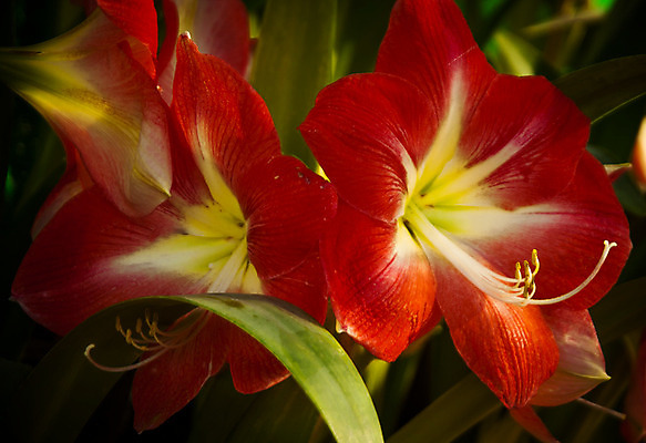 포토 JPG 해외이미지 식물 계절 꽃잎 꽃 꽃다발 백그라운드 꽃무늬 자연 선물 사람없음 장식 초록색 머리 정원 스파 화목 봄 활발 개화 난초 고급 우아함 맛 냄새 아로마 향 단아함 해외202004 해외포토 컬러 컨셉 무늬 신체부위 생태계 파일형식 이미지허브