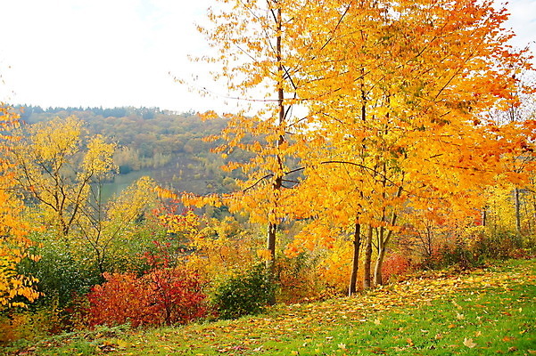 포토 JPG 해외이미지 오렌지 사람없음 해외202004 해외포토 과일 파일형식 이미지허브