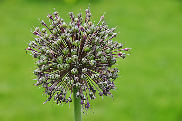포토 JPG 해외이미지 1 계절 꽃잎 꽃 줄기 분홍색 밭 농업 양파 마늘 사람없음 장식 초록색 머리 정원 보라색 벚꽃 원형 개화 닫기 큼 부추 해외202004 해외포토 도형 식물 산업 컬러 채소 모션 신체부위 크기 파일형식 이미지허브