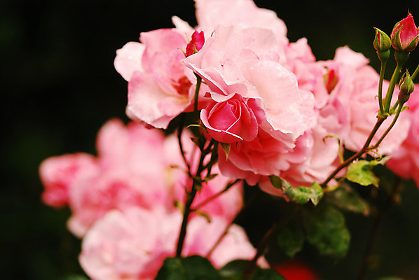 포토 JPG 해외이미지 식물 꽃잎 꽃 사랑 사람없음 장미 봄 표현 관목 해외202004 해외포토 나무 계절 감정 파일형식 이미지허브