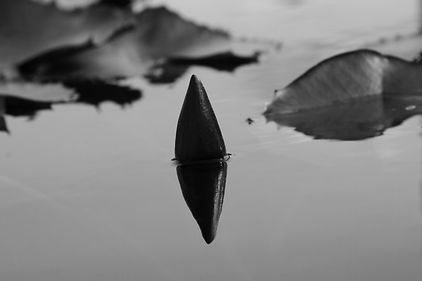 포토 JPG 해외이미지 식물 공원 꽃잎 꽃 아시아 호수 분홍색 백그라운드 잎 꽃무늬 자연 표면 동양인 사람없음 야외 초록색 물 빛 햇빛 반사 정원 보라색 봄 벚꽃 흰색 연못 개화 싱글 내추럴 해외202004 해외포토 자연요소 계절 공공시설 나라 컬러 무늬 인종 태양 생태계 파일형식 이미지허브