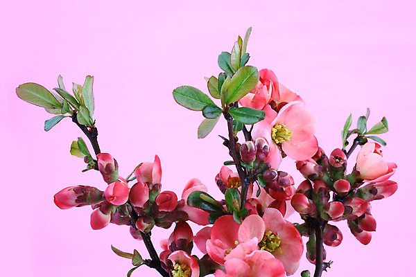 포토 JPG 해외이미지 나무 식물 계절 꽃잎 꽃 줄기 분홍색 백그라운드 꽃무늬 자연 사람없음 야외 초록색 컬러풀 정원 봄 성장 벚꽃 흰색 나뭇가지 개화 강렬 고립 살구 해외202004 해외포토 컬러 무늬 과일 생태계 파일형식 이미지허브