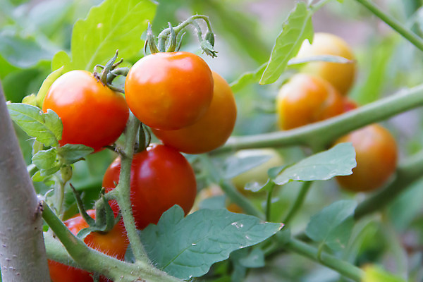 포토 JPG 해외이미지 식물 음식 백그라운드 농업 토마토 채소 과일 자연 건강 사람없음 야외 빨간색 초록색 농장 바구니 정원 수확 성장 신선 체리 맛 준비 유기농 원예 포도나무 숙성 온실 해외202004 해외포토 웰빙 산업 컬러 컨셉 취미 과일나무 생태계 파일형식 이미지허브