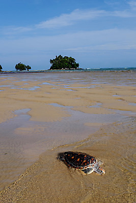 포토 JPG 해외이미지 동물 공원 야생동물 모래 바다 섬 여행 파충류 자연 하늘 사람없음 야외 초록색 물 여름 파란색 껍질 거북이 큼 내추럴 이국적 인내 푸켓 해외202004 해외포토 자연요소 계절 공공시설 컬러 태국 크기 생태계 파일형식 이미지허브