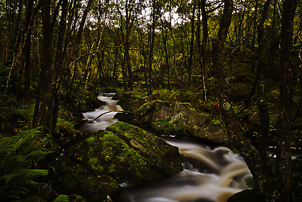 포토 JPG 해외이미지 식물 유럽 자연 북유럽 노르웨이 풍경 사람없음 야외 가을 개울 숲 삼림지대 스칸디나비아 해외202004 해외포토 계절 나라 강 생태계 파일형식 이미지허브