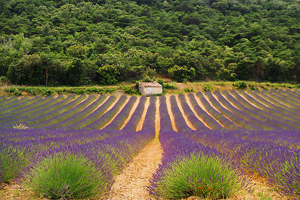 포토 JPG 해외이미지 나무 꽃 유럽 농업 자연 주택 사람없음 여름 보라색 프랑스 개화 언덕 라벤더 프랑스어 외양간 프로방스 해외202004 해외포토 식물 문자 계절 나라 산업 컬러 건물 허브 생태계 파일형식 이미지허브