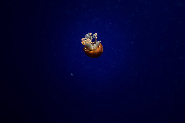 포토 JPG 해외이미지 동물 사람없음 물 고요 수족관 해파리 내추럴 싱가폴 해외202004 해외포토 자연요소 아시아 자포동물 파일형식 이미지허브