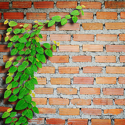 포토 JPG 해외이미지 나무 식물 벽 백그라운드 컨셉 건축양식 텍스트 자연 벽지 표면 날씨 벽돌 프레임 사람없음 건물 환경 회색 질감 시멘트 고정 콘크리트 카피스페이스 해외202004 해외포토 건축물 건축 컬러 공백 생태계 파일형식 이미지허브