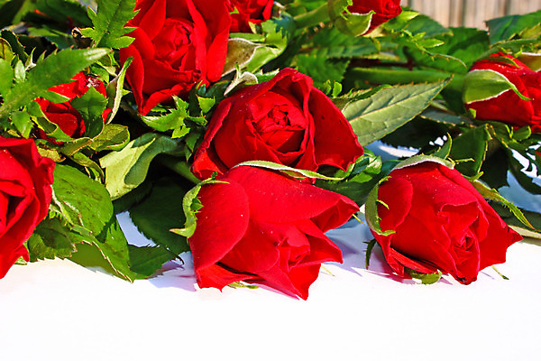 포토 JPG 해외이미지 식물 꽃잎 꽃 꽃다발 잎 꽃무늬 자연 발렌타인데이 사람없음 장식 빨간색 초록색 장미 벚꽃 흰색 신선 그룹 심볼 해외202004 해외포토 컬러 무늬 데이이벤트 생태계 파일형식 이미지허브