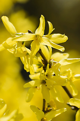 포토 JPG 해외이미지 식물 계절 꽃잎 꽃 백그라운드 꽃무늬 자연 사람없음 노란색 정원 봄 벚꽃 신선 개화 원예 해외202004 해외포토 컬러 무늬 취미 생태계 파일형식 이미지허브