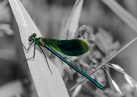 포토 JPG 해외이미지 주간 동물 야생동물 곤충 날개 자연 사람없음 야외 잠자리 동물상 해외202004 해외포토 자연요소 조형물 생태계 파일형식 이미지허브