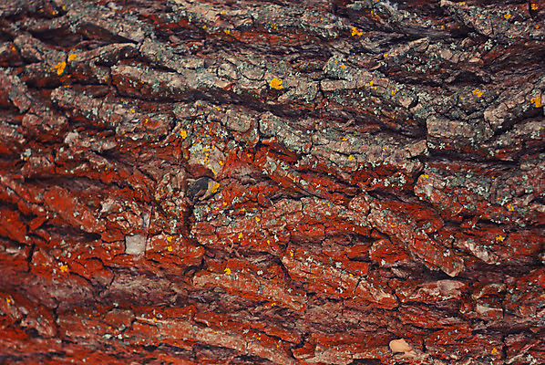 포토 JPG 해외이미지 나무 디자인 선 벽 백그라운드 패턴 자연 표면 날씨 추상 건조 사람없음 목재 초록색 갈색 소나무 거친 균열 널 숲 피부 묘사 사인 질감 나무껍질 잡동사니 내추럴 수목 옛날 노화 해외202004 해외포토 식물 컬러 컨셉 무늬 재료 모션 신체부위 껍질 생태계 파일형식 이미지허브