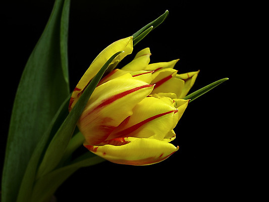 포토 JPG 해외이미지 식물 꽃 사람없음 노란색 정원 튤립 해외202004 해외포토 컬러 파일형식 이미지허브